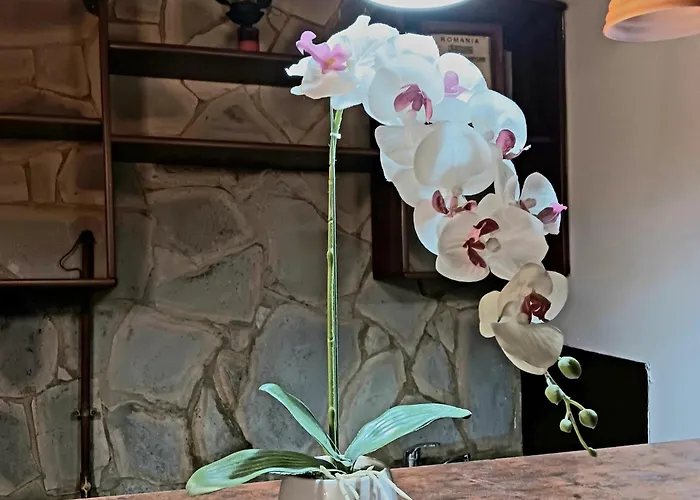 Noemi Old Town 3* Braşov